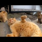 ゴロンゴロン寝転びながらも威嚇する野良猫(YouTube)