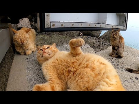 ゴロンゴロン寝転びながらも威嚇する野良猫(YouTube)