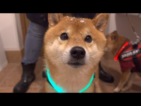 久々の雪で、粉砂糖がかかったみたいになる柴犬。(YouTube)