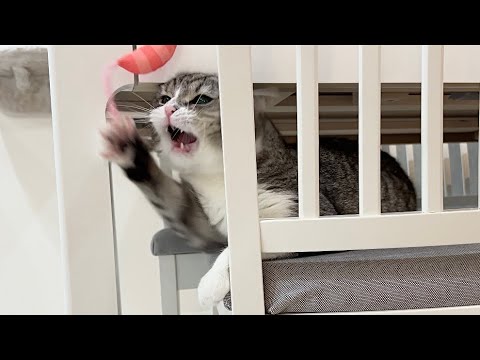 【事故】おもちゃに夢中になりすぎて頭を強打しちゃった猫がこちら…(YouTube)