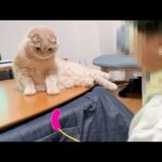 Mugi the cat playing with my son(YouTube)