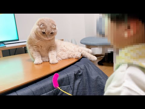 Mugi the cat playing with my son(YouTube)