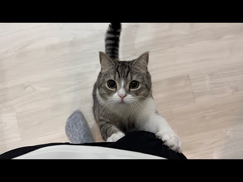 帰ってきたのに甘えんぼ猫を無視したらこうなりました…笑(YouTube)