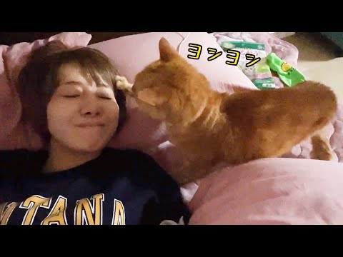 最近うちの猫が頭を撫でてくれるようになりました(YouTube)