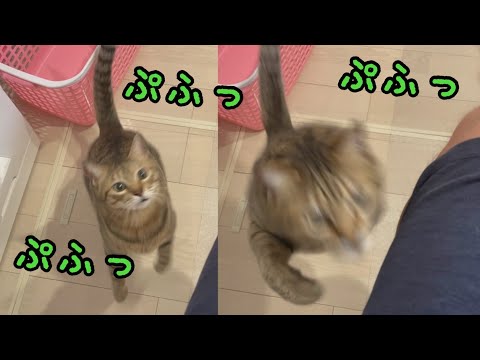 膝の上に乗りたい猫の踏ん張り声が全部同じでかわいすぎた！(YouTube)