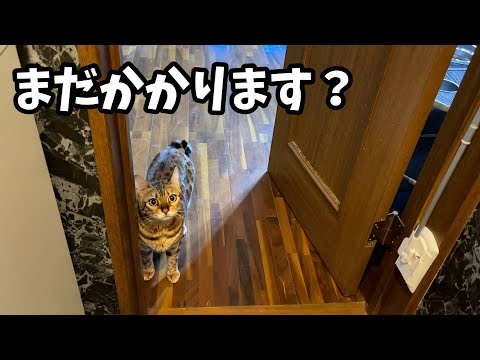 必ずトイレの前で終わるのを待つ猫？！(YouTube)