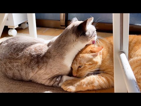 柴犬パパママがいない間はボクが守る！とっても優しい茶トラ猫♥(YouTube)