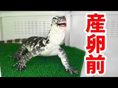 産卵前で栄養補給に貪欲なオオトカゲ(YouTube)