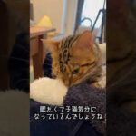甘えたくて妻を吸う猫(YouTube)