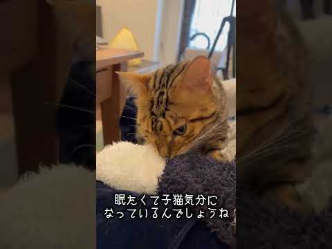 甘えたくて妻を吸う猫(YouTube)