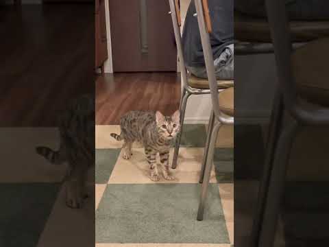 猫が飼い主の命を狙う瞬間の映像#shorts(YouTube)