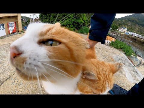 色んな手を使って撫でられようとする猫達がカワイイ(YouTube)