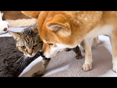 柴犬ママはマイペースな猫とも沢山触れ合いたいのです♥(YouTube)