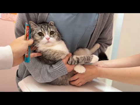 病院の注射が怖くて全力で抵抗した猫がこうなっちゃいました…(YouTube)