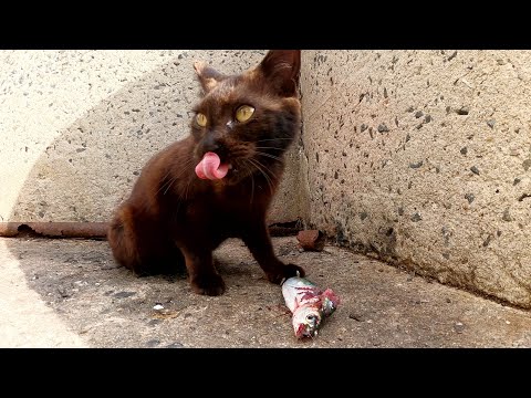 魚の美味しい部分から食べるグルメな猫(YouTube)