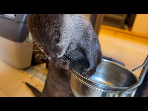ご飯食べるところを猫にじっと見られ続けるカワウソ Cat keeps staring at a otter as it eats its food.(YouTube)