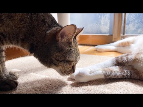 滅多に来ない姉猫にクンクンされて喜びをかみしめる子供猫♥(YouTube)