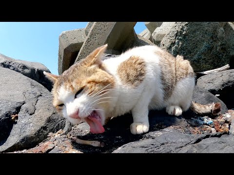 犬のように骨をバリボリとかじる猫(YouTube)