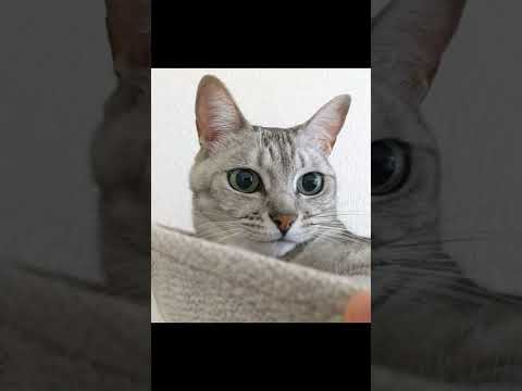 おめめクリクリで遊ぶ美猫が可愛すぎる… #shorts(YouTube)