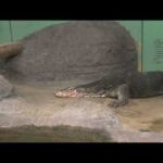 ミズオオトカゲ (東山動植物園) 2021年7月22日(YouTube)