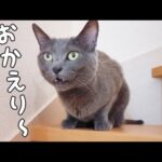 大好きな娘が帰ってくると鳴いて甘えてお出迎えする猫(YouTube)