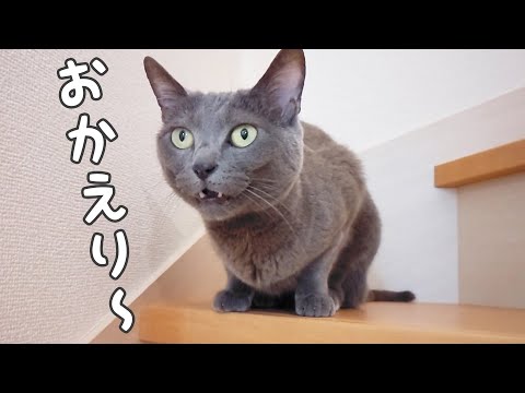 大好きな娘が帰ってくると鳴いて甘えてお出迎えする猫(YouTube)