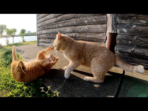 浮気が原因で取っ組み合いの喧嘩をしてしまう仲良し猫コンビ(YouTube)