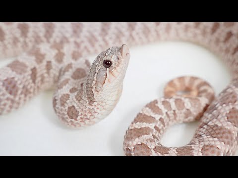 飼育している60匹の蛇の中で僕がダントツでかわいいと思う蛇がこちらです(YouTube)