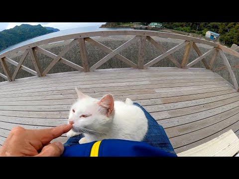 海辺のテラスにあるベンチに座ったら白猫が膝の上に乗ってきた(YouTube)