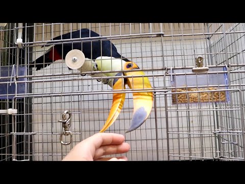 オニオオハシという鳥が可愛すぎるので会いに行くと..(YouTube)