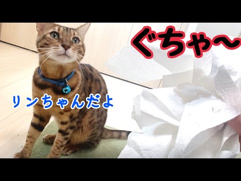 イタズラをした猫の演技力が凄まじくて犯人がわかりません…(YouTube)