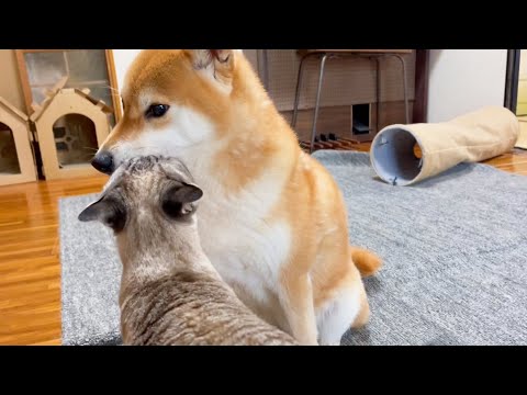 兄猫にイタズラした後は柴犬ﾏﾏにたくさん甘える末っ子猫♥(YouTube)