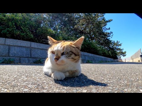 海沿いの道に三毛猫がいたのでナデナデしてきた(YouTube)