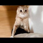 The cutest cat ever(YouTube)