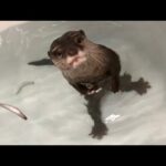 脇に魚を抱えつつ別の魚を食べる欲張りすぎるカワウソ overly greedy otter(YouTube)
