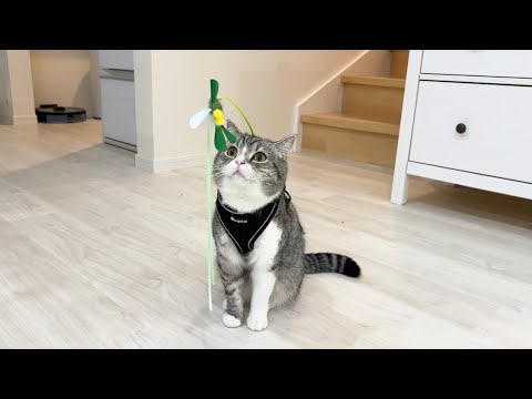 ひとりで遊べるように背中に猫じゃらしをつけたら猫がこうなりましたw(YouTube)