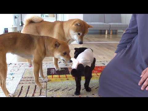 子猫が退院！その時異変に気づいた柴犬は、、。(YouTube)
