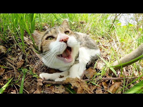 元気に「おはよう！」と挨拶して、二度寝する猫(YouTube)