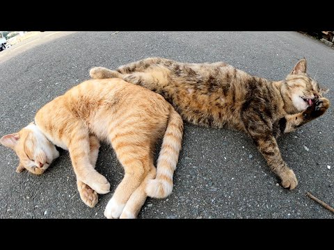 仲間猫の背中に脚をのっけてお昼寝する猫(YouTube)