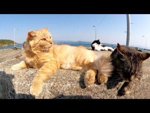 甘えん坊な猫達の後ろに隠れる気難しいハチワレ猫(YouTube)