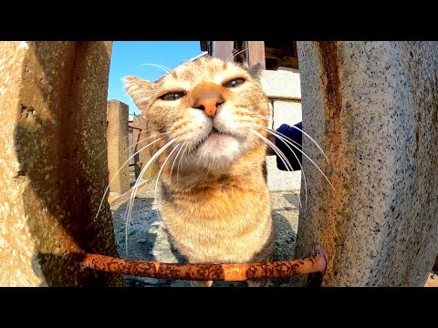 神社にいた野良猫を撫でると喜んで出てきて地面をゴロンゴロン転がった(YouTube)