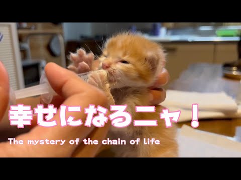 爆飲み！倉庫の奥からレスキュー！The mystery of the chain of life(YouTube)
