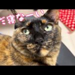 猫たちとママの寝る前のルーティンがこちらです(YouTube)