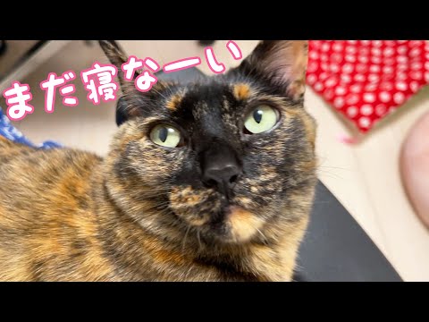 猫たちとママの寝る前のルーティンがこちらです(YouTube)
