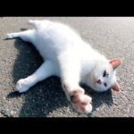 道端でコロンと寝転がるマロ猫がカワイイ(YouTube)