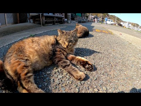 道路に堂々と寝転ぶ猫島の猫達がカワイイ(YouTube)