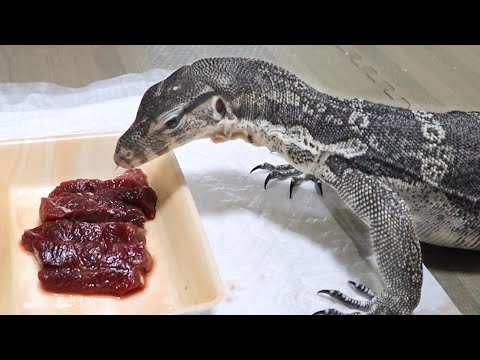 オオトカゲに初めてクジラの肉をあげてみると・・・(YouTube)