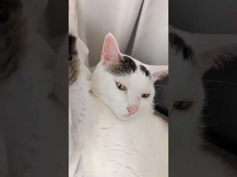 挙手しながら寝てる猫 #shorts(YouTube)