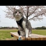 猫と一緒に公園でお花見したら楽しすぎてこうなりました笑(YouTube)