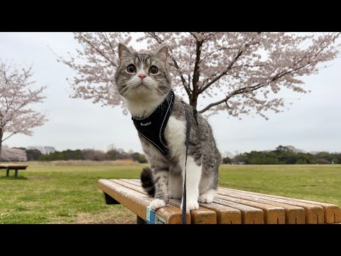 猫と一緒に公園でお花見したら楽しすぎてこうなりました笑(YouTube)